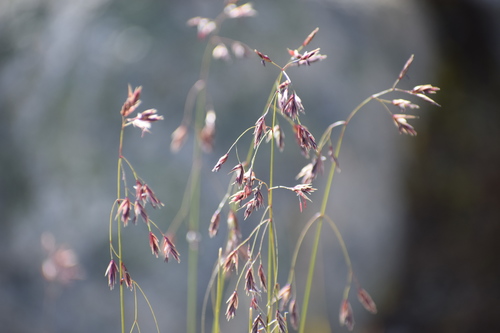 Image of Festuca altaica by (c) Syd Cannings, some rights reserved (CC BY)