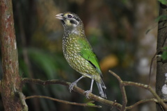 Ailuroedus maculosus