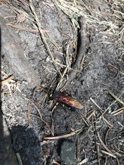 Urocerus californicus