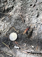 Urocerus californicus