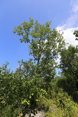 Ulmus macrocarpa