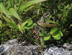 Vincetoxicum atratum