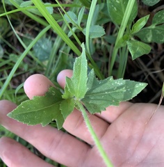 Tridax procumbens image