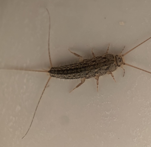 Ctenolepisma photo 5