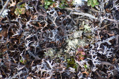 Masonhalea richardsonii