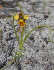 Diuris palustris