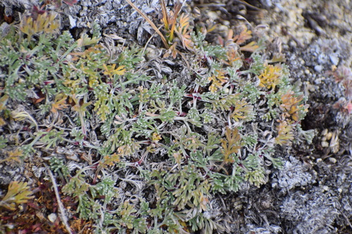 Image of Three-Fork Wormwood (Artemisia furcata) by (c) Syd Cannings, some rights reserved (CC BY)