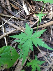 Hydrocotyle geraniifolia