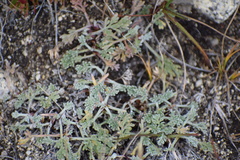Artemisia hyperborea