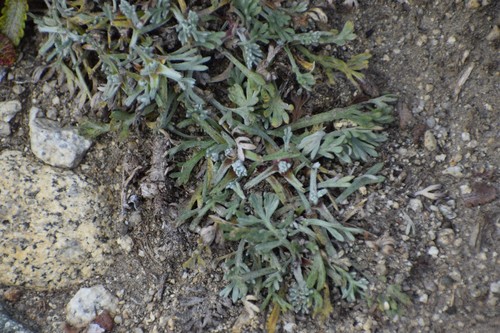 Image of Artemisia furcata by (c) Syd Cannings, some rights reserved (CC BY)
