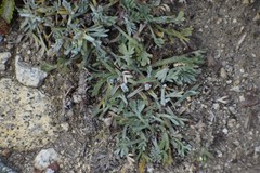Artemisia hyperborea