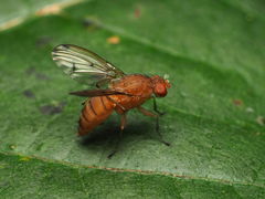 Suillia quinquepunctata