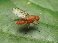 Suillia quinquepunctata