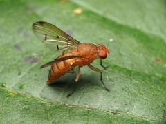 Suillia quinquepunctata