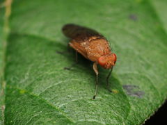 Suillia quinquepunctata