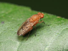 Suillia quinquepunctata