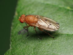 Suillia quinquepunctata