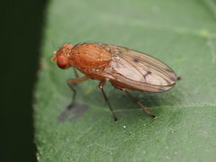 Suillia quinquepunctata