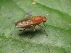 Suillia quinquepunctata