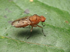 Suillia quinquepunctata