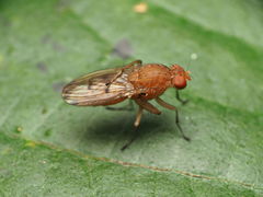 Suillia quinquepunctata