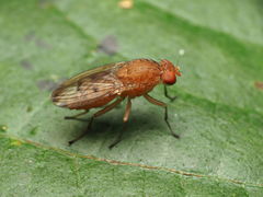 Suillia quinquepunctata