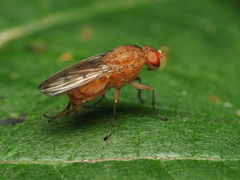 Suillia quinquepunctata