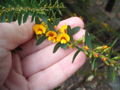 Eutaxia myrtifolia