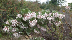 Arctostaphylos australis