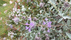Salvia chionopeplica
