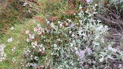 Salvia chionopeplica
