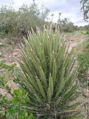 Yucca decipiens