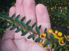Eutaxia myrtifolia