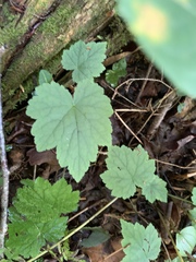 Tiarella stolonifera
