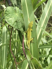 Anolis carolinensis