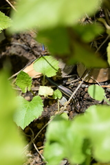 Plestiodon finitimus