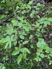 Lonicera canadensis