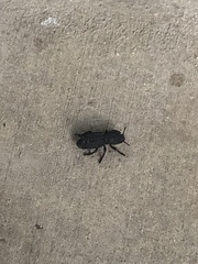 Phloeodes diabolicus