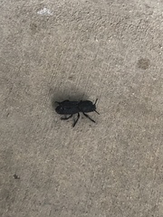 Phloeodes diabolicus