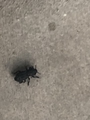 Phloeodes diabolicus