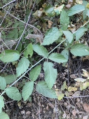 Rubus ursinus macropetalus