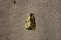 Cliniodes ostreonalis