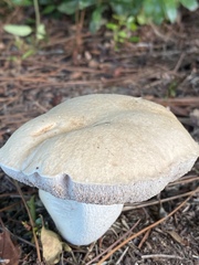 Tylopilus rhoadsiae