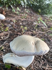 Tylopilus rhoadsiae