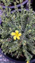 Hypericum aegypticum