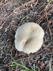 Tylopilus rhoadsiae