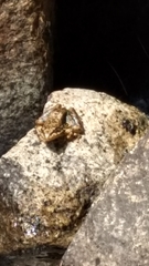 Rana muscosa