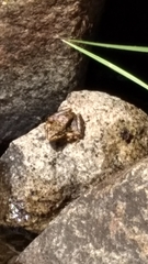 Rana muscosa