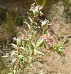 Pimelea stricta