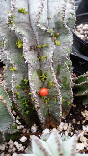 Mini Mistletoe (Viscum minimum)